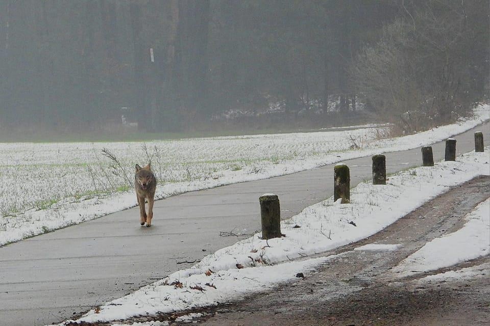 De wolf is wellicht woensdag gespot, toen het had gesneeuwd.