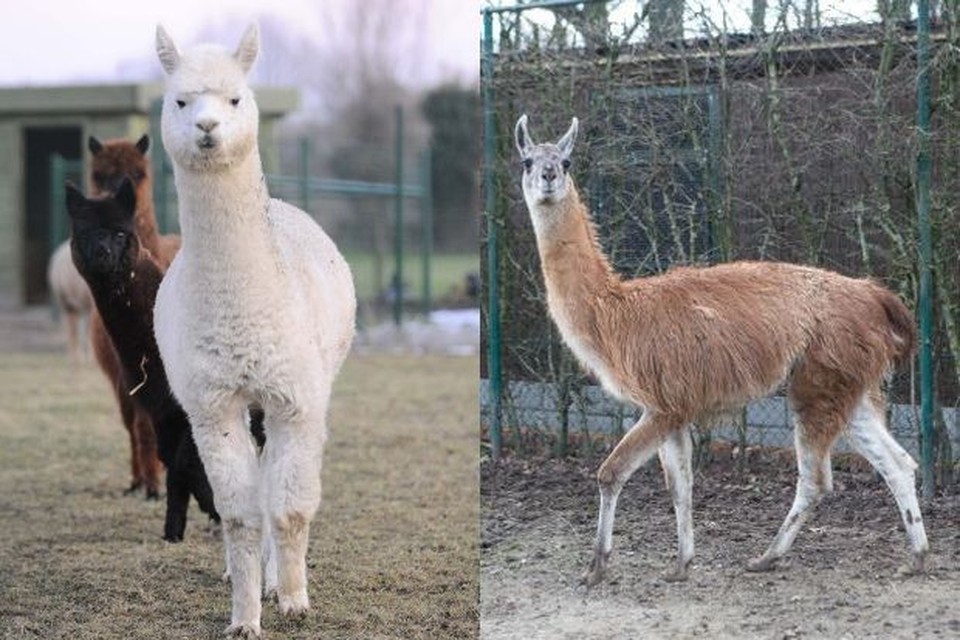 vermomming Heel Kinematica Lama is de nieuwe pony | Het Belang van Limburg Mobile
