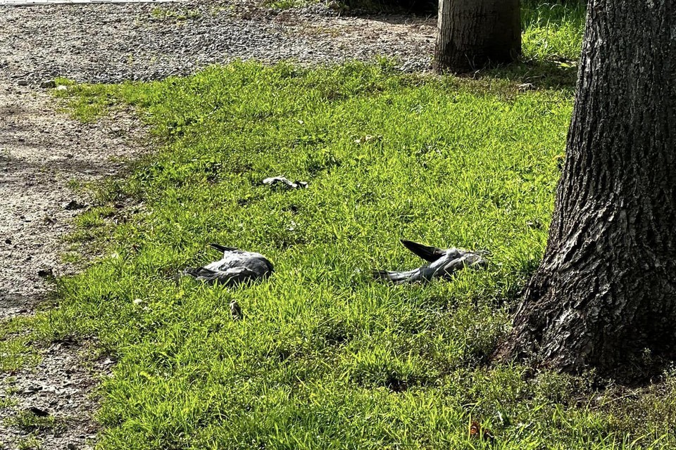 Aan de Tichelrij in Sint-Truiden werden dode duiven gevonden.