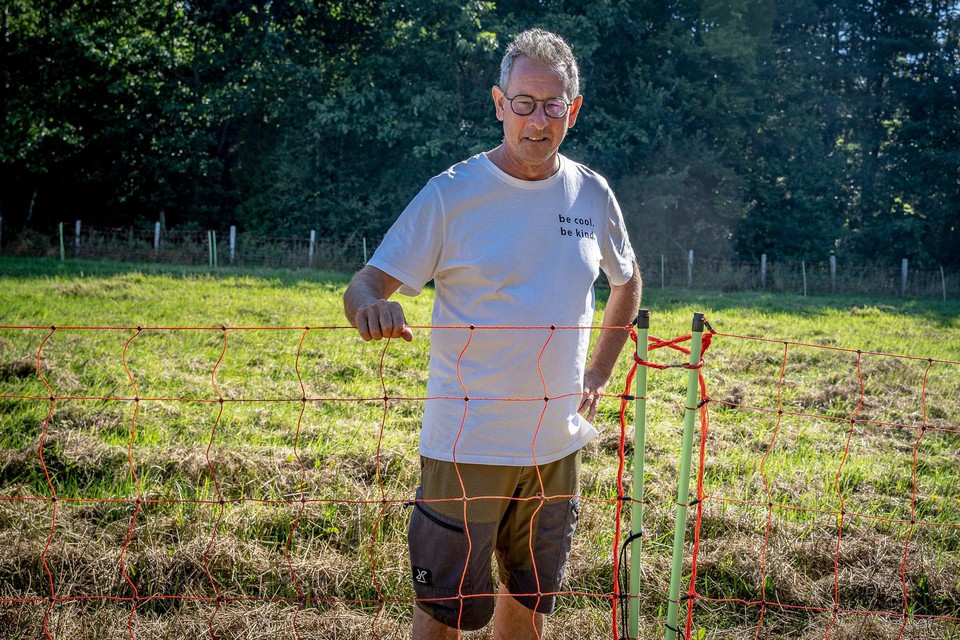 Schapenboer Bart Kenis toont de verplaatsbare netten die zijn schapen veilig moeten houden.  