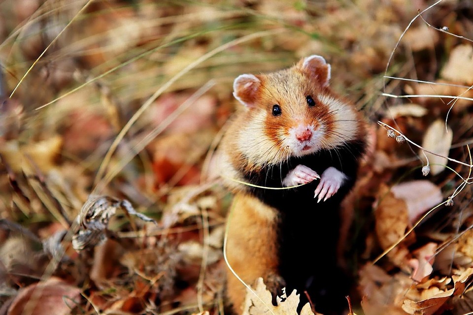 Als we niet meer aandacht gaan besteden aan de biodiversiteit in onze natuur, kan het voor de Europese hamster weleens te laat zijn.