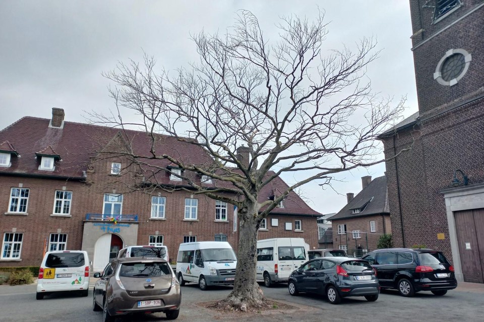 De vredesboom van Vucht in betere tijden. De boom zou te weinig water hebben gekregen door de parking. Er komt een nieuw exemplaar op het heringerichte plein.  