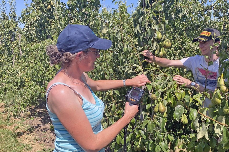 Ann Gomand neemt de temperatuur van de peren: “Vruchten in volle zon halen vandaag 46 à 47 graden, dat is al genoeg voor brandschade.”  