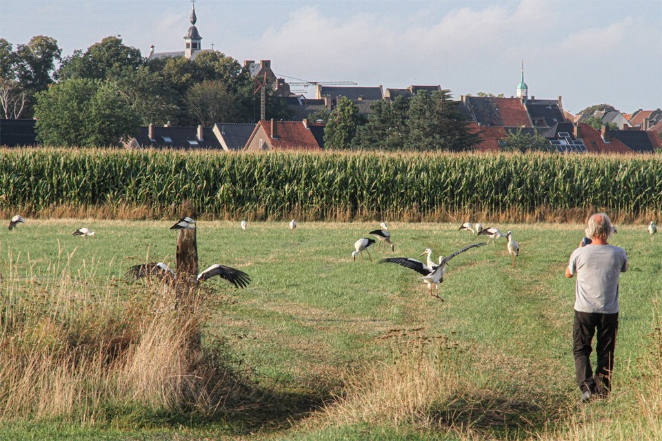 De kans dat er bij de voorjaarstrek een grote groep ooievaars neerstrijkt in Limburg - zoals in de late zomer vorig jaar in Maaseik - is klein. 