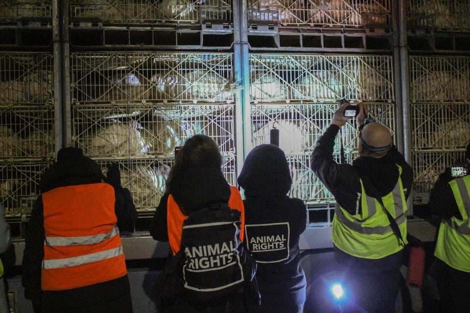 De activisten van Animal Rights hielden drie vrachtwagens kort tegen om de kalkoenen te filmen en een laatste groet te brengen. 