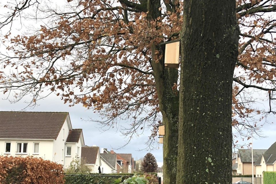 De mezenkastjes werden opgehangen in meerdere straten van de Sint-Servaeswijk. 