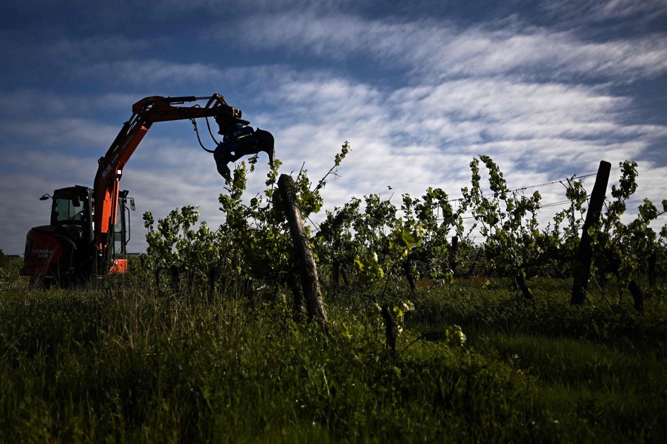 Er wordt 8.000 ha aan wijnstokken vernietigd.