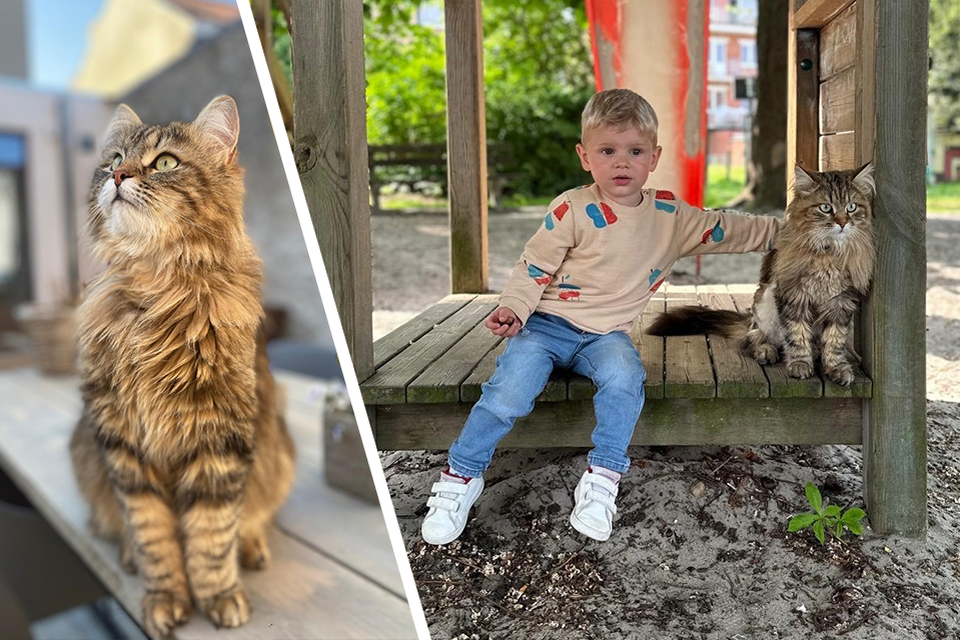 Samen met hun zoontje Floris (foto) zorgen Elisabeth en Ward voor hun kat Oskar. Die maakte afgelopen week een wel heel verre trip.