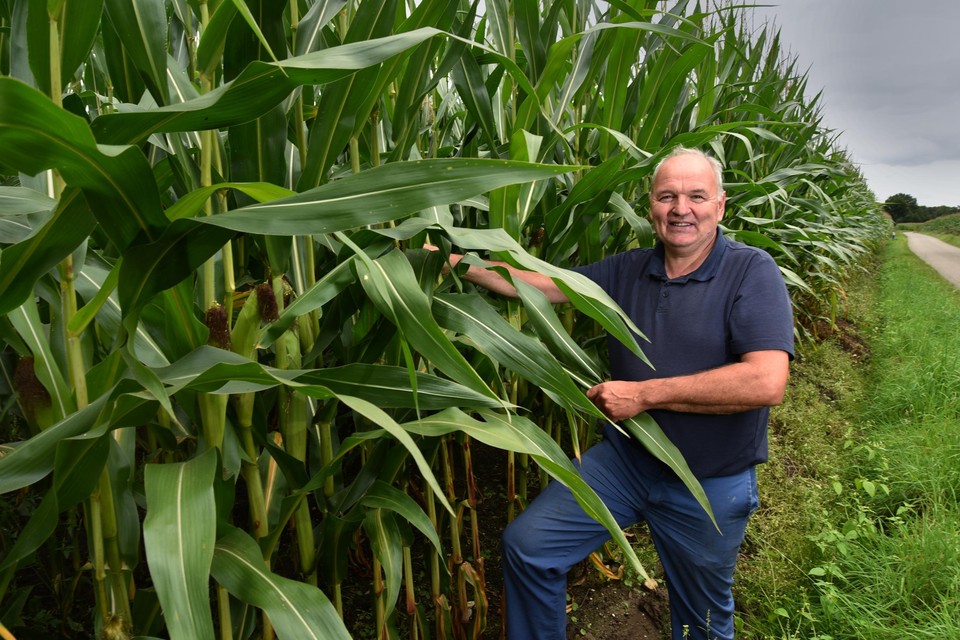 Johan Hillen heeft de maïs zelden hoger zien groeien dan dit jaar. Maar ook elders was de oogst soms veelbelovend, en uiteindelijke een zware tegenvaller dit jaar. 