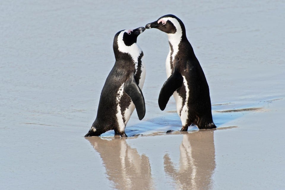 Waarom kunnen pinguïns niet vliegen, vraagt de Hasseltse Bente Pompen zich af.