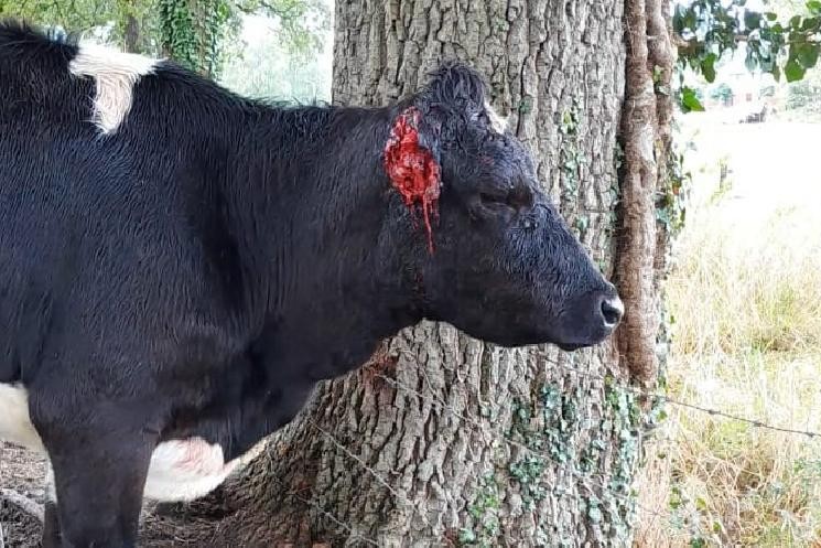 Van een koe werd het oor afgebeten. Het dier moest worden ingeslapen.  