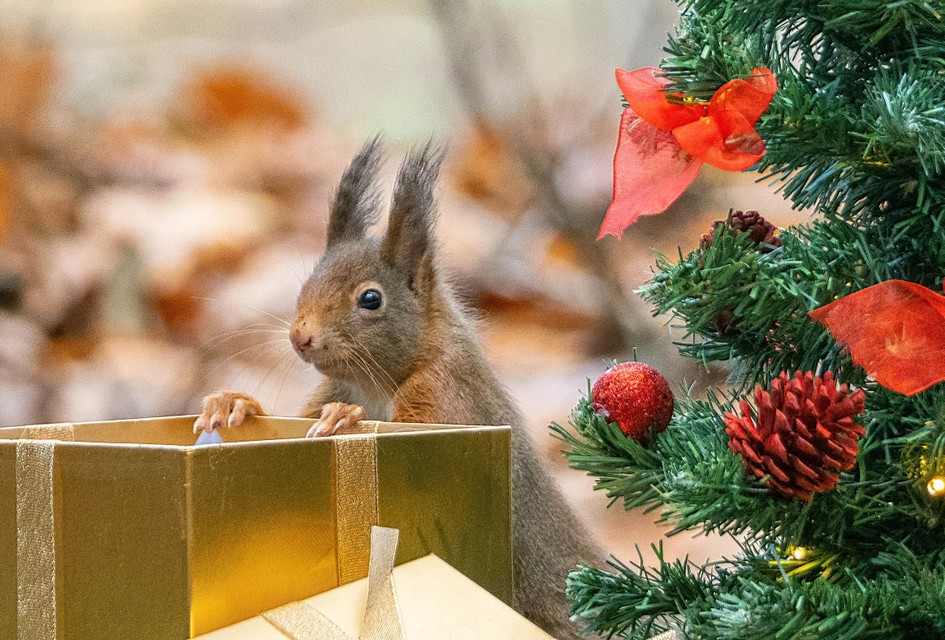 Natuurfotograaf Arne Moons bracht eekhoorns in een kerstsetting in beeld. 