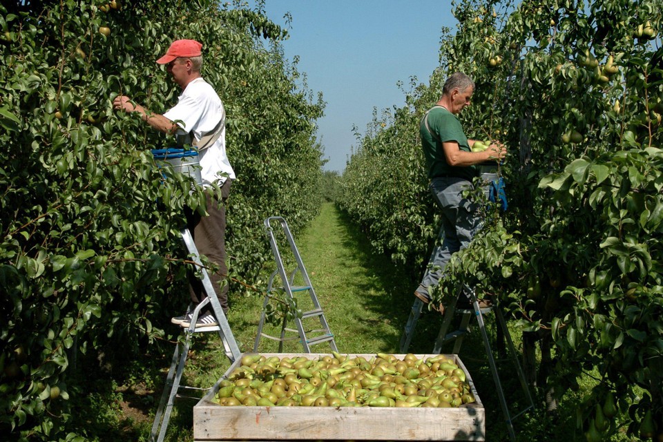 Om de oogst binnen te halen rekent de Vlaamse land- en tuinbouw elk jaar op 45.000 seizoenarbeiders. Het aandeel Oekraïners hierin stijgt fors. 