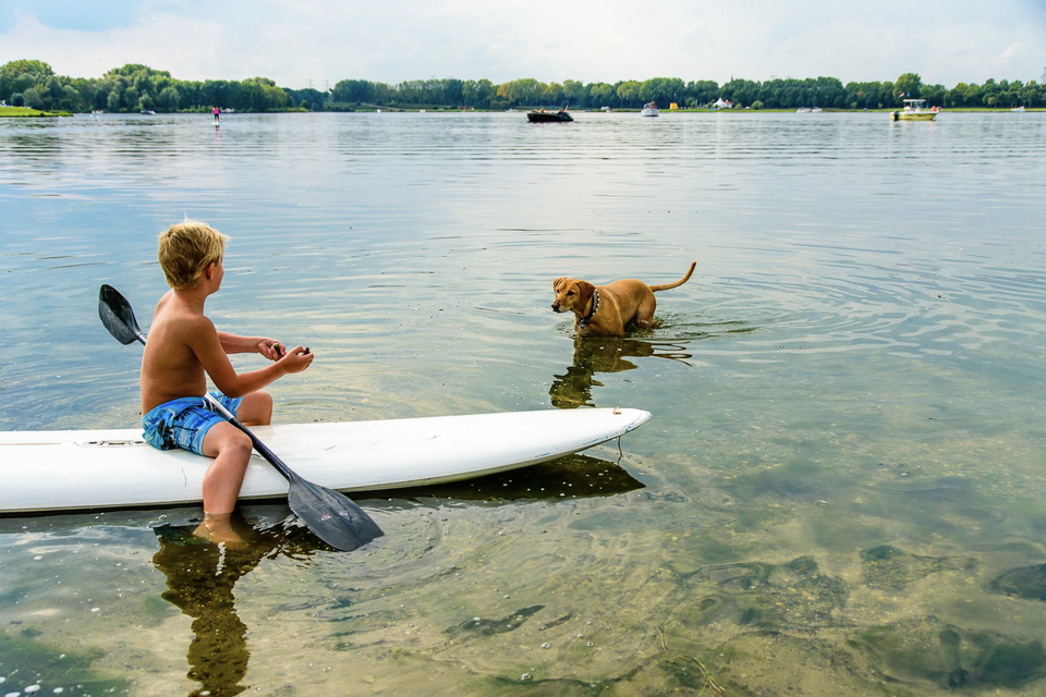Wanneer je hond dol is op water en zelfs kunstjes kent op een SUP-board, kan je samen genieten op het hondendagstrand Doggy Beach in Roermond. 
