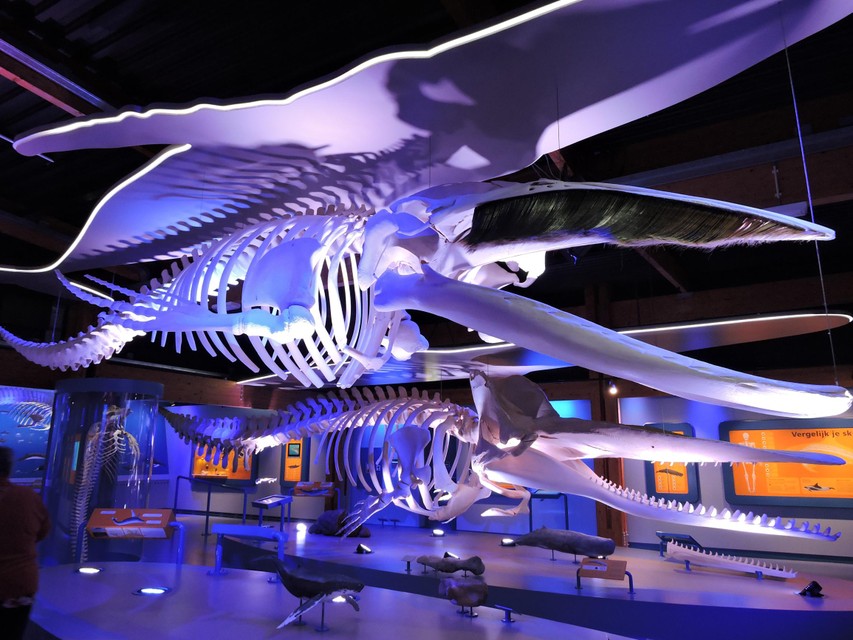 De walviszaal, met zes skeletten, werd betaald door de verkoop van 83 kilo darminhoud van een van de tentoongestelde kolossen.
