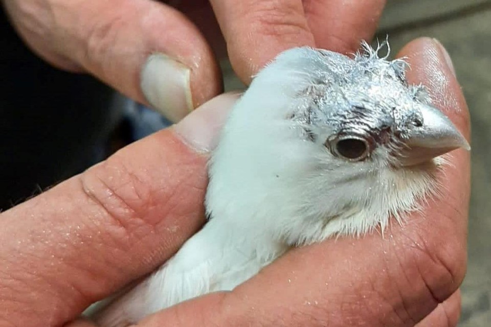 Tussen de in beslag genomen dieren zaten illegaal gevangen vogels.
