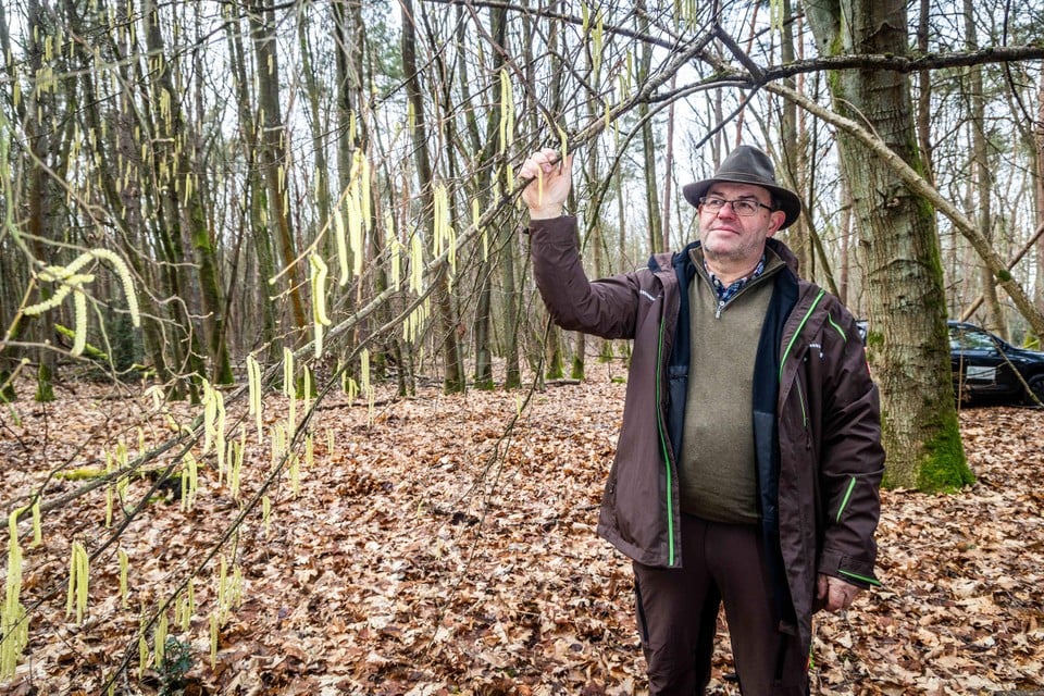 Bosgroep Limburg plant dikwijls hazelaars in bossen.