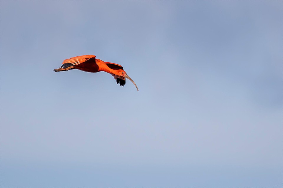 De ibis deed nog een extra rondje aan de nieuwe kijkhut in Herkenrode. 