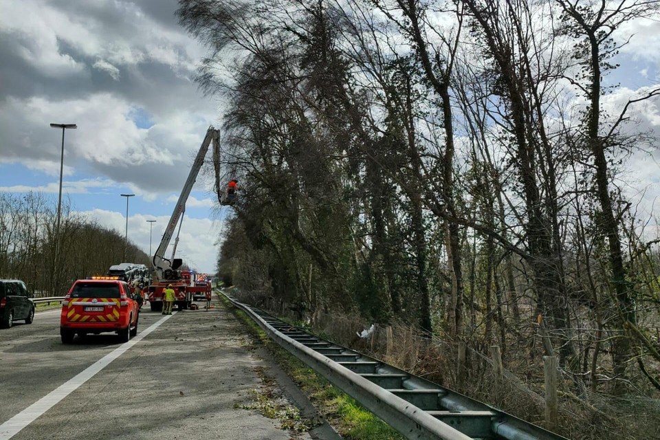 Op de E313 in Bilzen versperde een omgevallen boom een tijd lang twee rijstroken richting Tongeren. Een andere boom dreigde om te vallen en werd gesnoeid. 