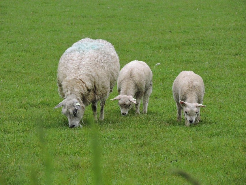 Er zijn meer schapen dan mensen op Texel. Hun vlees staat dan ook zowat overal op het menu.