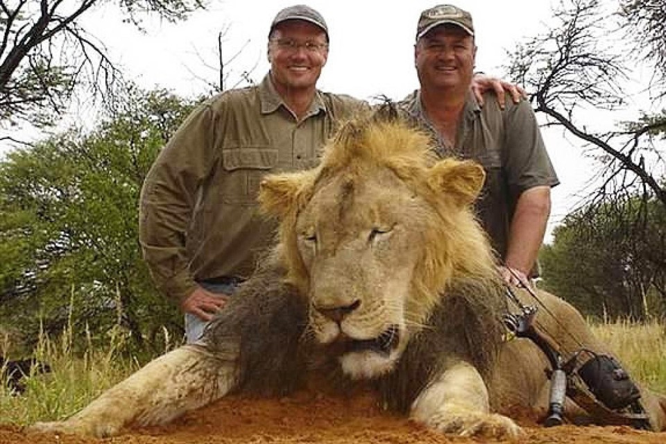 De dood van leeuw Cecil in 2015 veroorzaakte wereldwijde beroering. 