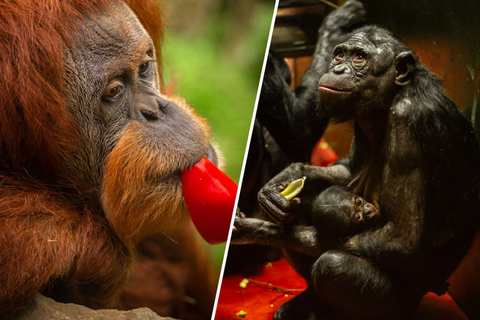 Orang-oetan Karo en bonobo Kianga met baby Vyombo: lekker groenten knabbelen.