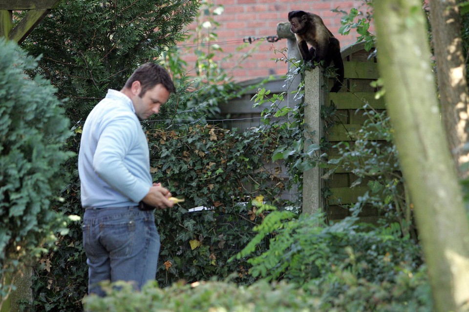 Joep Kempen probeert een van de ontsnapte kapucijnaapjes te lokken met een banaan. 