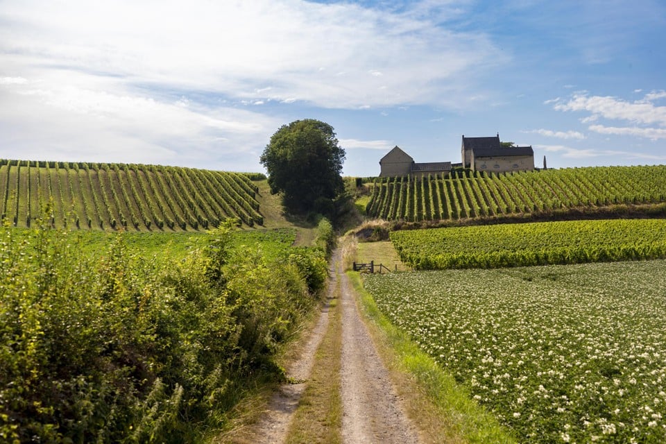 Het laatste stuk leidt ons voorbij de wijndomeinen Apostelhoeve en Hoeve Nekum en terrassenkasteel Château Neercanne naar Kanne.