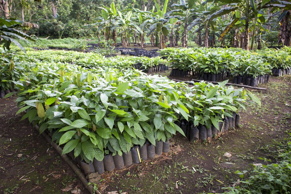 Een plantage met jonge cacaobomen. Binnenkort zullen leveranciers moeten bewijzen dat hun grondstof van duurzame teelt komt om de EU binnen te mogen. 