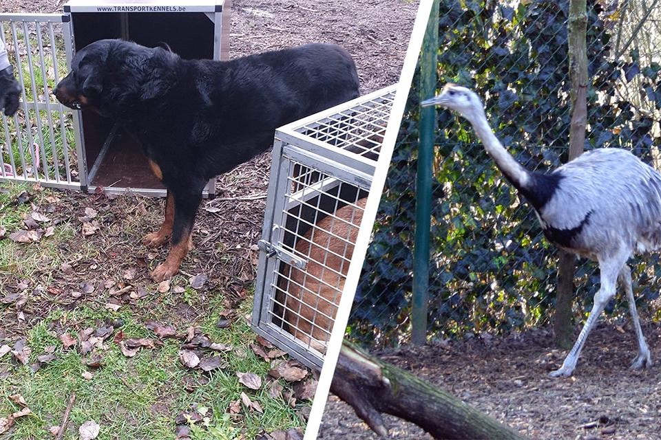 De honden werden gevangen door Animal Rescue Service nadat ze drie nandoes (rechts) doodbeten. 