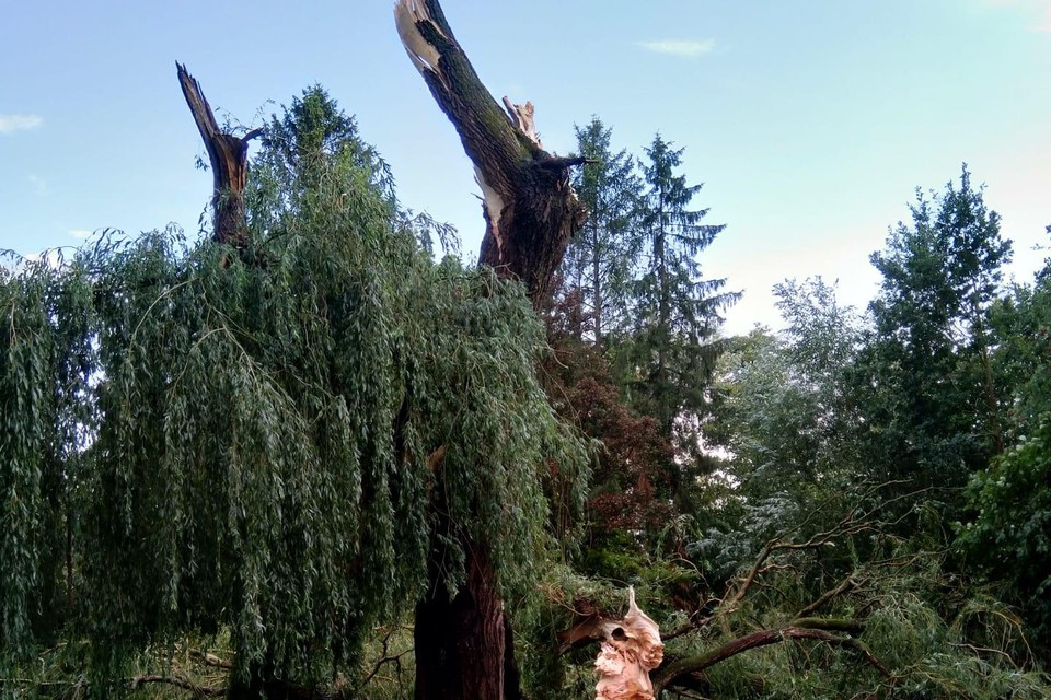 In een tuin in Diepenbeek scheurde een tak van de treurwilg. 