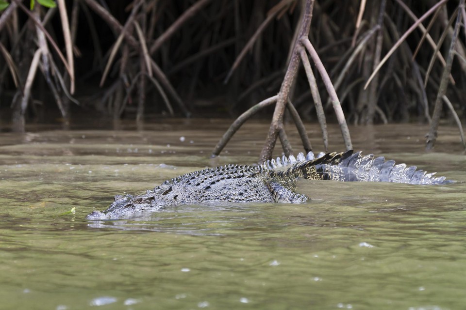 Een krokodil heeft een tiener gebeten.