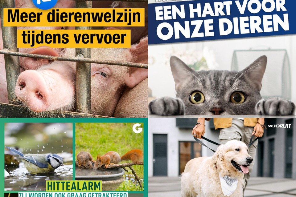 De N-VA, Vlaams Belang, Groen en Vooruit: allemaal dierenvrienden. 