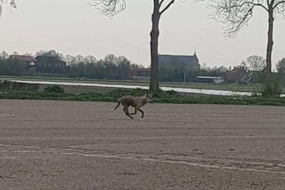 De wolf die zich nu waarschijnlijk in en rond Kalmthout ophoudt liet zich in Nederland gewillig fotograferen. 