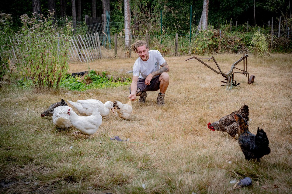 In de kippeneieren van Dries Peters werden de hoogste dioxinewaarden gemeten. “Het kan van overal komen en wij gaan onze kippen zeker niet wegdoen.”   