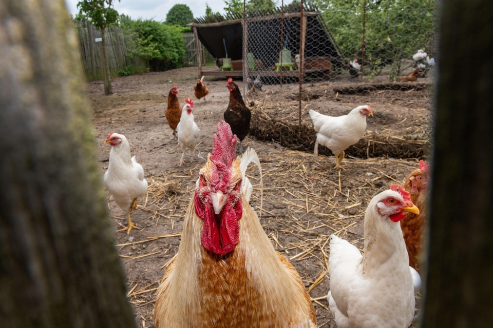 Binnen de perimeter zijn er verschillende voorzorgsmaatregelen zoals het eten van eieren van eigen kippen. 