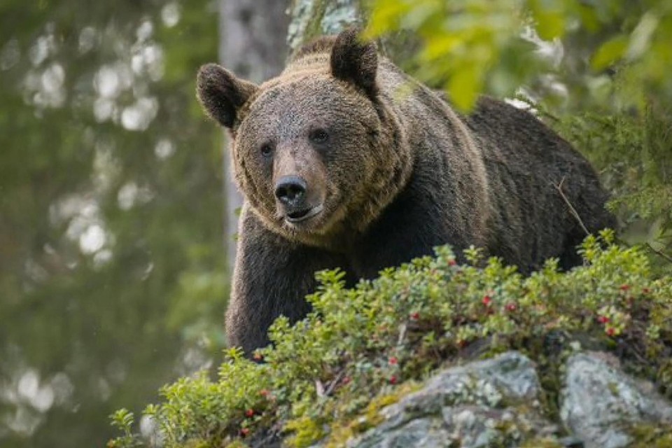 Bruine beren zien niet zo goed. Doorgaans schrikken zij nóg harder van een plotse ontmoeting met ons dan andersom.