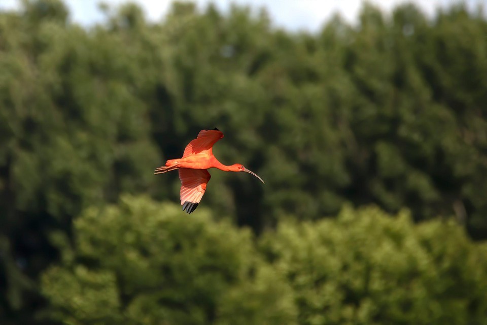 De rode Ibis was eerder dit weekend ook al gezien in Lummen. 