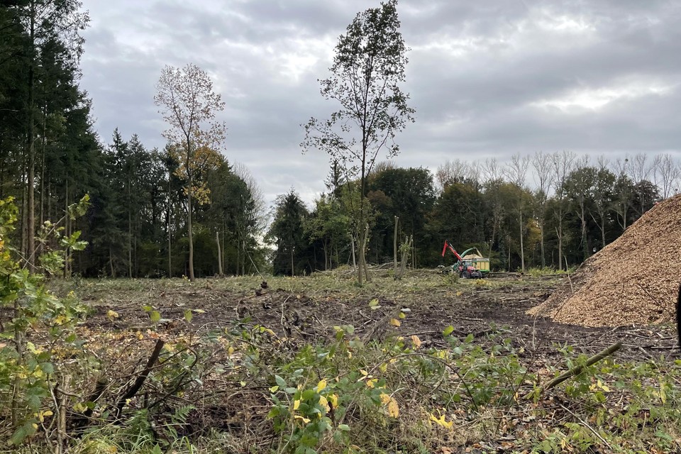 De dienst Natuurinspectie stelde een proces-verbaal op tegen de familie Appeltans wegens het illegaal kappen van 1,5 hectare waardevol bos in Kortessem. Van de heraanplant konden we nog geen foto’s maken.