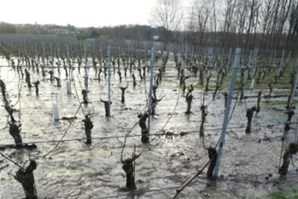 Op 21 februari ontstond er een waterlek in een wijngaard aan het Grootbos in Genoelselderen. 