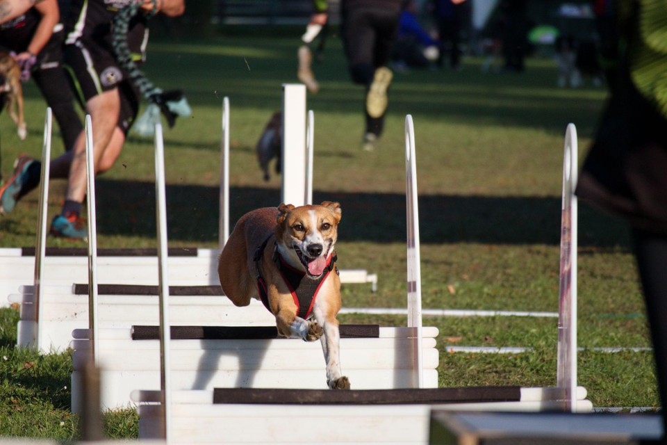 Normaal gezien spelen de Zonhovense Roadrunners outdoor flyball. Voor Crufts, de grootste hondenshow ter wereld, maken ze een uitzondering.
