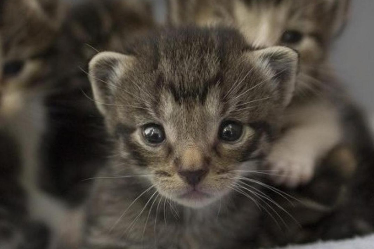 Rommelig Afvoer Inferieur Gezocht: opvanggezinnen voor ruim 200 Limburgse kittens | Het Belang van  Limburg Mobile