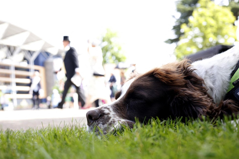 “Hou honden bij warm weer uit de zon”, zegt dierenarts Julie Gybels. 