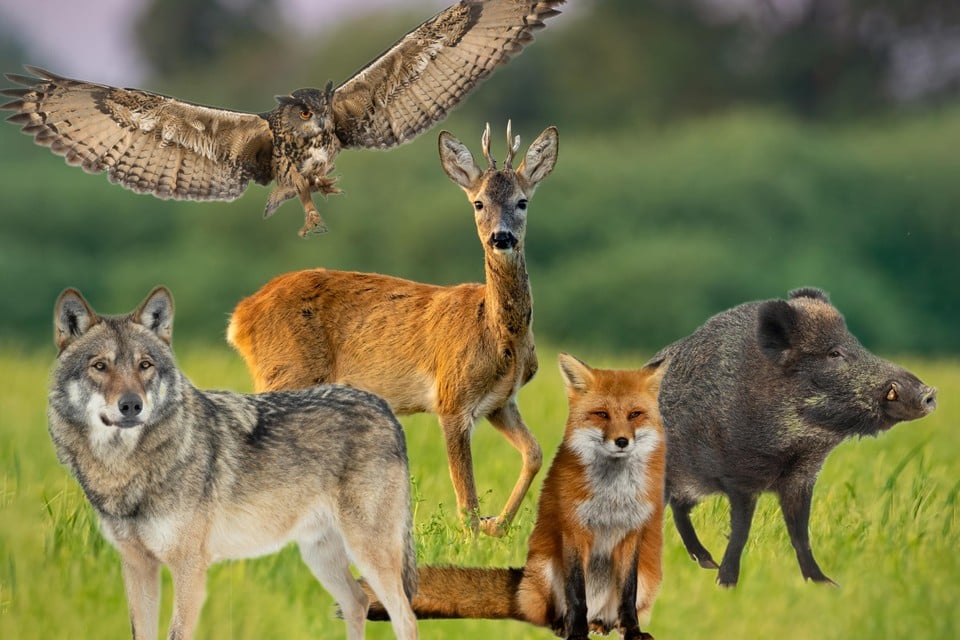 De ‘big five’ van Bosland: de wolf, oehoe, ree, vos en het everzwijn. 