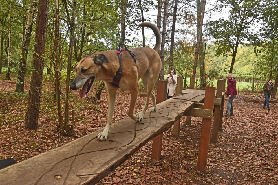 Peer biedt honden een belevingsbos met spelelementen aan. 