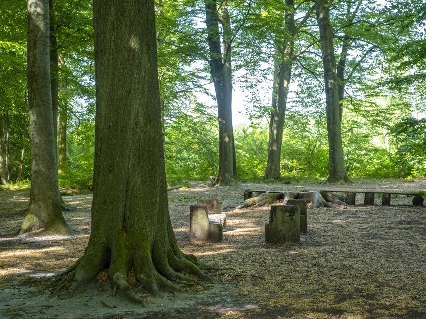 Statige, eeuwenoude bomen in Pietersheim.  