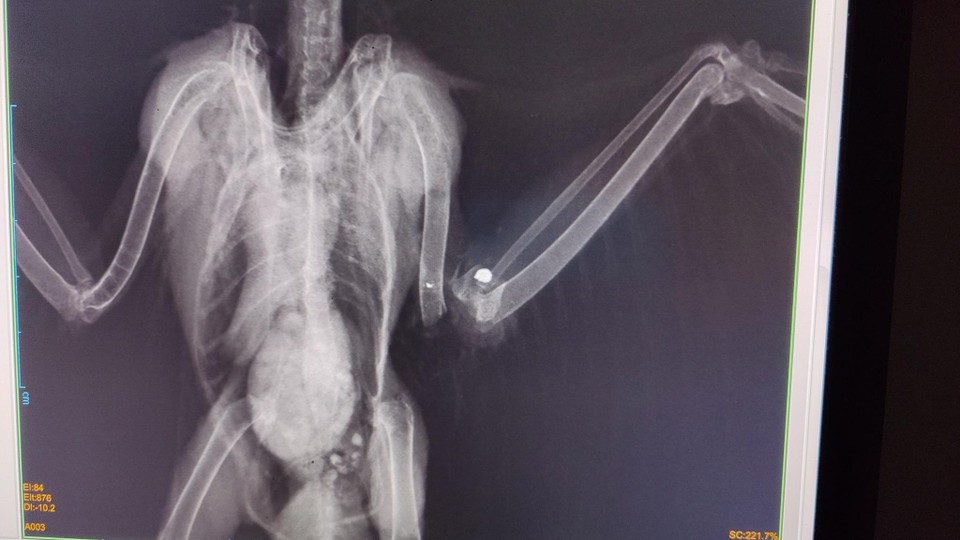 Röntgenfoto’s maakten duidelijk dat de vogel uit de lucht was geschoten.