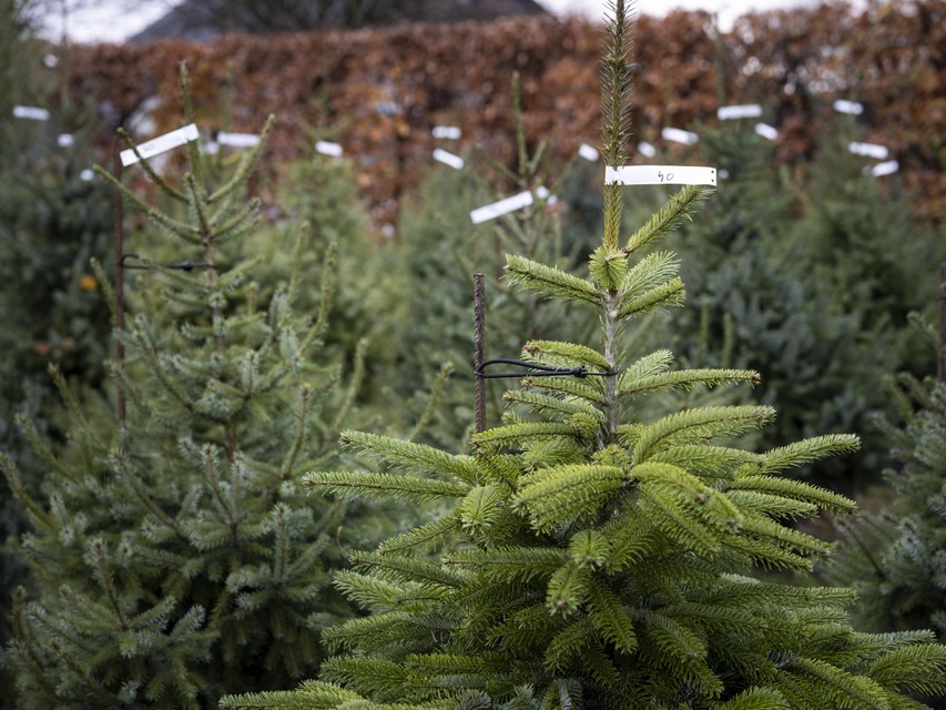 Dat er weinig kerstboomkwekers zijn in Limburg, verwondert niet. “Voor die mooie vorm moet je snoeien, snoeien, snoeien. Dat is arbeidsintensief.” 
