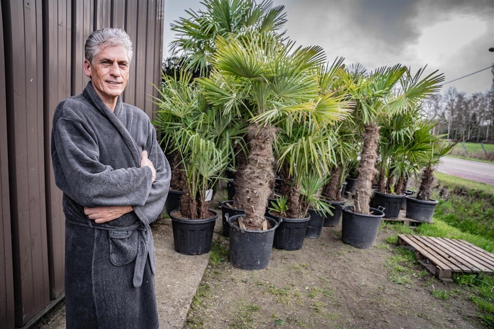 “Gelukkig hebben ze de grotere palmbomen die ruim 300 euro per stuk kosten, niet meegenomen”, zegt Marc Cools. 