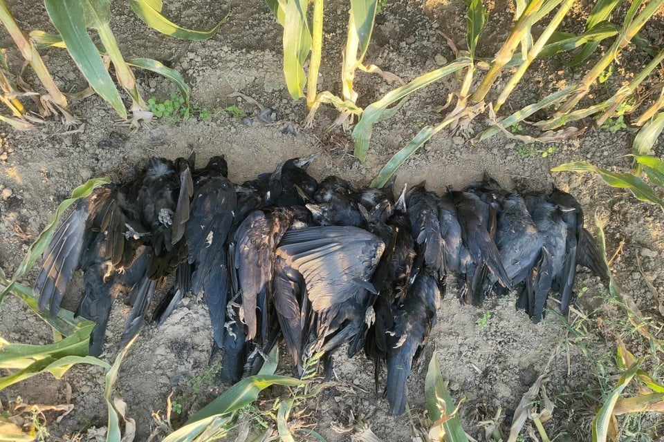 De 23 dode kraaien lagen op een hoopje in een maïsveld in Stokkem.